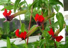 They generally open only at night, when bats are the most active, and often hang down on long inflorescence stalks, which provide easy access to the. Bat Face Cuphea Cuphea Llavea Typicalgardener S Blog