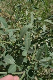 Image result for Crotalaria senegalensis