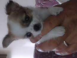 Chihuahua Small Puppy For Sale Walsall West Midlands Pets4homes