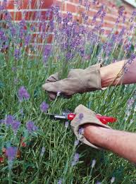 какие цветы можно вырастить дома из семян к 8 марта Lavanda Opisanie Vyrashivanie Posadka Uhod Foto Otzyvy Lavanda Vyrashivanie Lavandy Posadka Lavandy