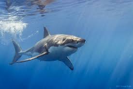 We did not find results for: Great White Shark With Sunrays Great White Shark White Sharks Sharks Scary