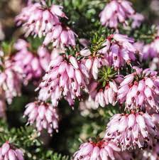 Well, in nature, wildflowers give us a glorious show of blooms from spring, through summer and even in autumn, each plant flowering at its appointed time. 19 Best Winter Flowers Flowers That Bloom In Winter