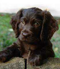 My New Puppy Boykin Spaniel Spaniel Breeds Spaniel Puppies Pretty Dogs