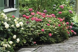 I know people are confused about how to prune hydrangeas because i get asked about it all the time. How To Care For Bigleaf Hydrangeas Garden Gate