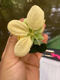 Image result for Senna bacillaris