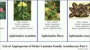 Image result for Barleria randii