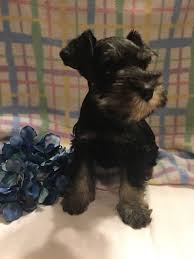 Kc reg miniature schnauzer, salt and pepper male ,no offers please, asking price only and no timewasters, thanks exc temperament. Miniature Schnauzer Breeders Schnauzer Puppies For Sale In Houston Texas Schnauzer Puppy Mini Schnauzer Puppies Puppies