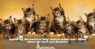 Chasing, wrestling and snuggling with each other. Exploring The World Of Long Haired Tabby Cats Herekitt Com