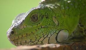 What Animals Live In The Amazon Rainforest Rainforest Animals Amazon Rainforest Animals Amazon Animals