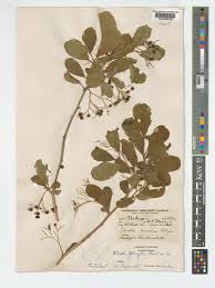 Image result for Ehretia obtusifolia