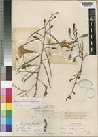 Image result for Ipomoea lapathifolia