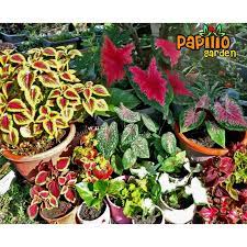 Warnanya yang bertentangan memberikan daya tarikan yang menyerlah sebagai penghias taman. Ready Stock Part2 Anak Pokok Ati Ati Keratan Real Plant Coleus Daun Warna Warni Colourful Foliage Plant Landscape Shopee Malaysia