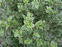 Pittosporum Tenuifolium Marjorie Channon Evergreen Nursery Evergreen Nursery Shade Tolerant Plants Dark Purple Flowers