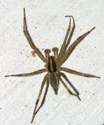 They prefer the outdoors and are mainly garden dwelling spiders in the warm. Grass Spider Get To Know The Grass Spider Wolf Spider Spider Infestation Spider