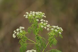 Image result for Conium