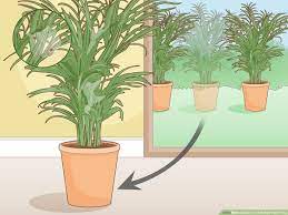 How to kill tree roots. How To Care For A Potted Palm Tree Wikihow