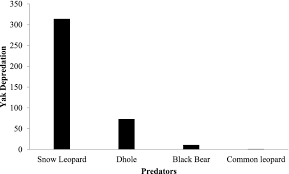 A pattern of livestock depredation by snow leopard to the yak herding  pastoralist in western Bhutan