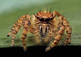 Camel spiders are large desert dwelling insects that prey on birds and lizards. Why Did Scientists Train A Spider To Jump On Purpose