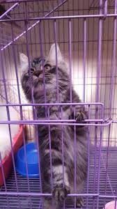 Harga kucing persia terbaru 2020 yang paling murah dari 700 000 hingga 16 000 000 yang paling mahal. Terjual Kucing Persia Medium Putih Dan Belang Abu Abu Hitam Bandung Gemesin Gan And Sist Kaskus