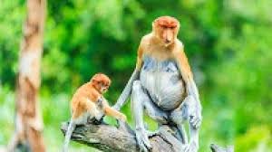 Salah satu kenampakan flora yang banyak di temukan di asia yaitu hutan hujan tropis. Flora Dan Fauna Kalimantan Endemik Dan Terancam Punah Ilmugeografi Com