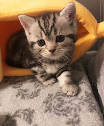 Happy Day Furiends Follow Us For More Updates Catsofinstagram Cats Catslover Cat Features Catscute Hes Not Rea Kitten Lover Cat Day Cats And Kittens