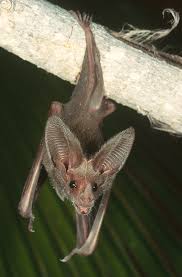 Its natural habitat is hot deserts. Leaf Nosed Bat Macrotus Californicus Photograph By John Mitchell