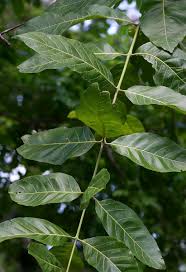 Image result for Combretum adenogonium