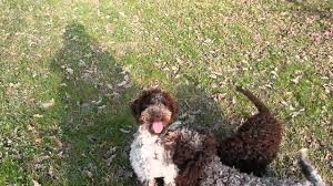 Top quality puppies, imported parents, all health testing done, written guarantee. Lagotto Romagnolo Puppies Youtube