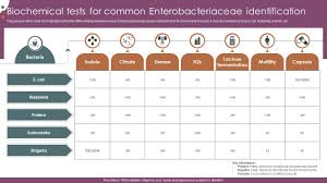 Image result for Enterobacteriaceae