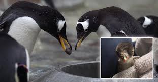 'how long do snail eggs take to hatch?' well, it depends on the species and the conditions the snails live in. Two Male Penguins Successfully Hatch Egg And Look After Penguin Chick Together