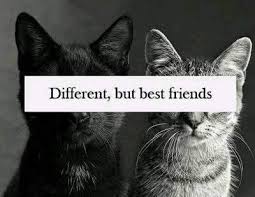 Check spelling or type a new query. Bestie Quotes Cat Friendship Different Bestfriend Bff Bestie Facebook