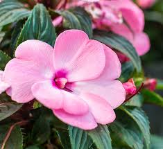 Florific new guinea impatiens are extremely showy. New Guinea Impatiens Hanging Basket Calloway S Nursery