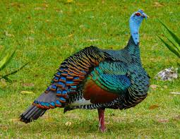 Big Birds That Look Like Turkeys Image 3 Of 5 In Forum Thread Anyone Keep Ocellated Turkeys In 2020 Pet Birds Beautiful Birds Weird Animals