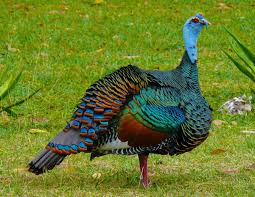 The live weight of an adult turkey turkey on average is 6.5 kg. Image 3 Of 5 In Forum Thread Anyone Keep Ocellated Turkeys Pet Birds Animals Beautiful Birds