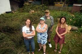 Destruction of mature trees angers neighbours in Kitchener neighbourhood