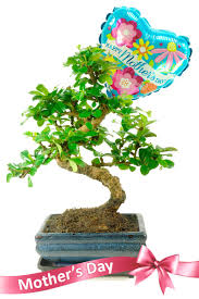 Indoor environments are beautifully transformed with the addition of one of our expertly inspired indoor bonsai plants! Bonsai Bonsaidirect Twitter