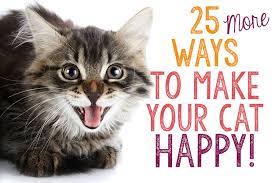 Place the open carrier in the room where your cat spends most of their time put a towel inside and toss a treat or catnip into it every once in awhile to encourage your cat to get comfortable once they're taking naps in the crate, take them for a trip around the block and give them treats during the excursion 25 More Ways To Make Your Cat Happy The Catington Post