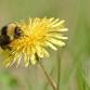 Cakes at the Lake: The Buzz about Bumble Bees