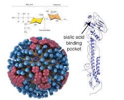The global spread of h5n1 influenza in birds is considered a significant pandemic threat. A Single Amino Acid Change Switches Avian Influenza H5n1 And H7n9 Viruses To Human Receptors