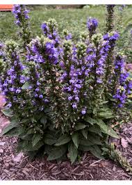 Image result for Lobelia dissecta