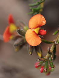 Image result for Wahlenbergia petraea