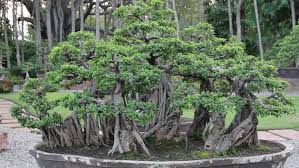 City to have bonsai park. Style Bonsai Tree At The Stock Footage Video 100 Royalty Free 8827510 Shutterstock