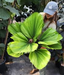 Image result for Licuala