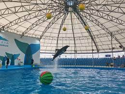 Pattaya Dolphinarium โชว์โลมาและแมวน้ำแสนรู้ ที่เที่ยวใหม่ในพัทยา
