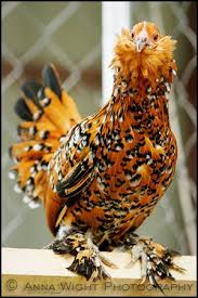 Sassy Sweet Notes Beautiful Chickens Fancy Chickens Chickens And Roosters