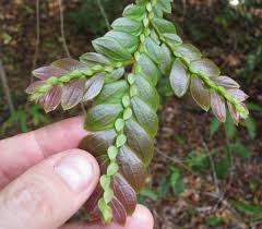 Image result for Anisophyllea