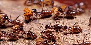 Our dedication makes us the leading pest control and cleaning. Spire Pest Control Spire Pest Control Richmond Va