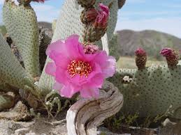 All have flat, fleshy pads that look like large leaves. The Highly Adaptable Beaver Tail Cactus
