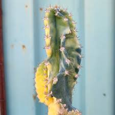 Image result for Senecio forbesii