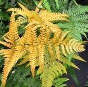 The western sword fern is a common plant in coastal british columbia. Perennial Garden Ferns